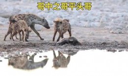 鬣狗之路在线观看