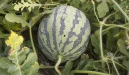 怎样能免费吃瓜最新,轻松解锁美食盛宴的秘密