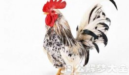 周公鸡爆料视频大全集下载,揭秘娱乐圈幕后真相