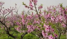 桃花爆料大百科最新,揭秘娱乐圈幕后故事与热点事件