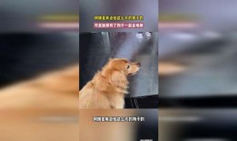 娱乐吃瓜酱阿姨卖小狗,娱乐吃瓜酱背后的温馨故事