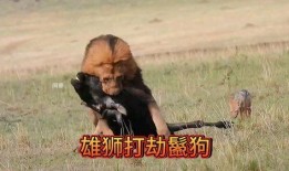 鬣狗之路在线观看