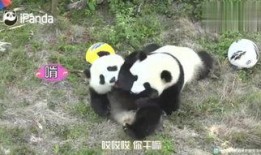 俏皮小熊猫爆料视频大全,萌态百出，欢乐无限