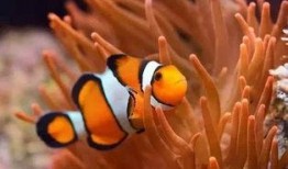 小丑鱼皮肤最新爆料图片,惊艳亮相，色彩斑斓引人瞩目