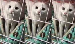 新兴宠物店爆料视频下载,爆款宠物用品背后的秘密