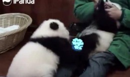 俏皮小熊猫爆料视频大全,萌态百出，欢乐无限