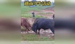 越南斗牛在线观看,在线观看的独特体验