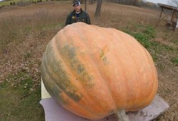 在哪里可以吃免费的大瓜,揭秘免费大瓜的神秘食源地