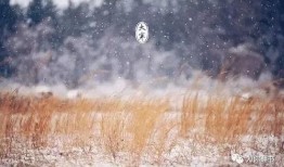 《大寒》全集在线观看,穿越时空的温情岁月