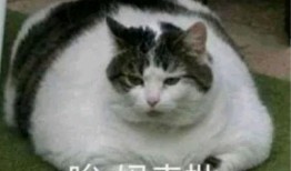 铲屎官的吃瓜日常小说免费阅读,宠物界的欢乐喜剧