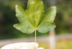 树叶最新爆料,娱乐圈最新爆料大起底