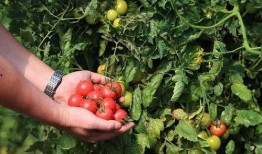 西红柿姐姐网红吃瓜,揭秘娱乐圈幕后真相