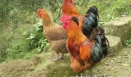 周公鸡爆料视频大全集下载,揭秘娱乐圈幕后真相