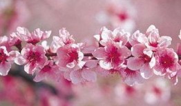 桃花爆料大百科最新,揭秘娱乐圈幕后故事与热点事件