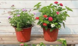 淮安八卦爆料事件视频最新,揭秘背后惊人真相