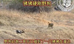 鬣狗之路在线观看