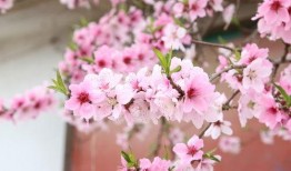 桃花爆料大百科最新,揭秘娱乐圈幕后故事与热点事件