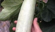 网红吃最近的瓜,揭秘幕后真相，带你走进网红世界