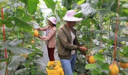 网红吃最近的瓜,揭秘幕后真相，带你走进网红世界