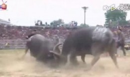 越南斗牛在线观看,在线观看的独特体验