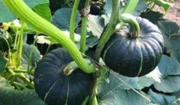 网红吃瓜视频500部,揭秘娱乐圈幕后真相