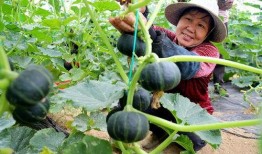 江苏200万网红吃瓜,揭秘网络热点背后的故事